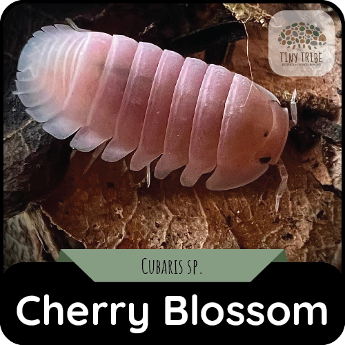 Cherry Blossom
