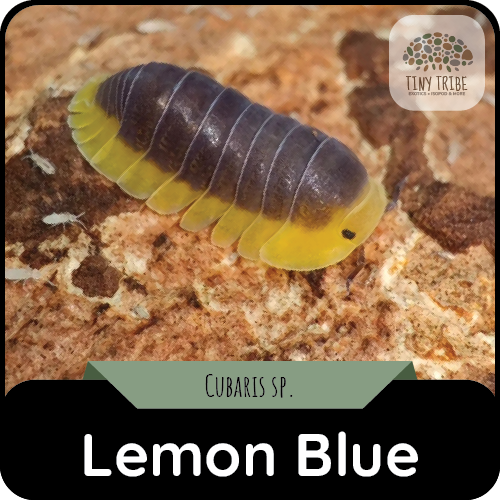 Lemon Blue