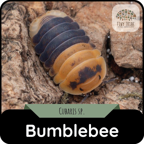 Bumblebee