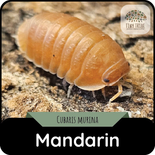 Mandarin