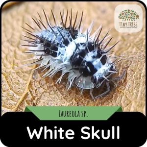 White Skull