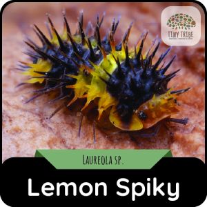 Lemon Spiky