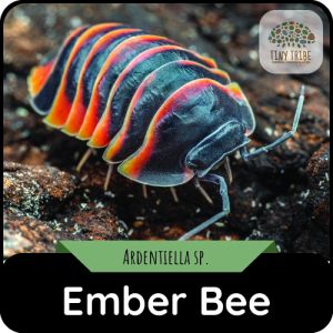 Ember Bee
