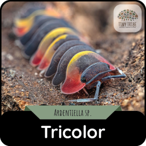 Tricolor