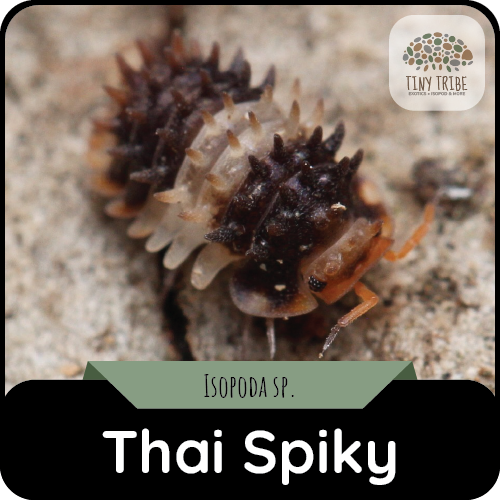 Thai Spiky