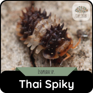 Thai Spiky