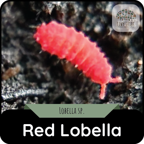 Red Lobella