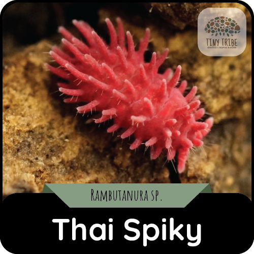 Thai Spiky