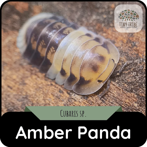 Amber Panda