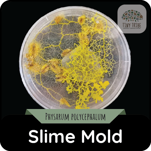 Slime Mold Culture