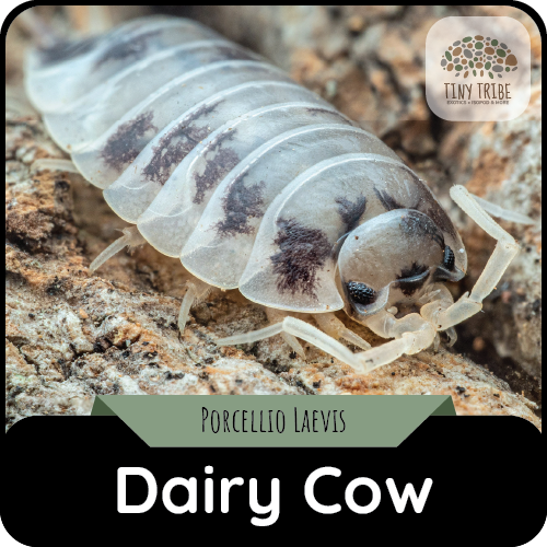 Dairy Cow