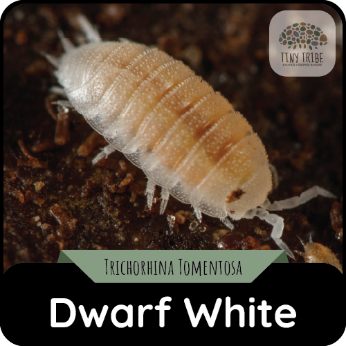 Dwarf White