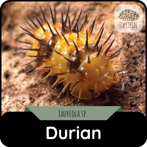 Durian