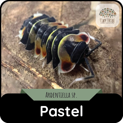 Pastel