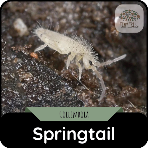 Springtail