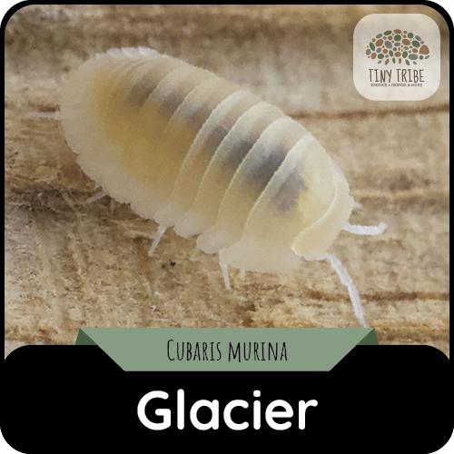 Glacier