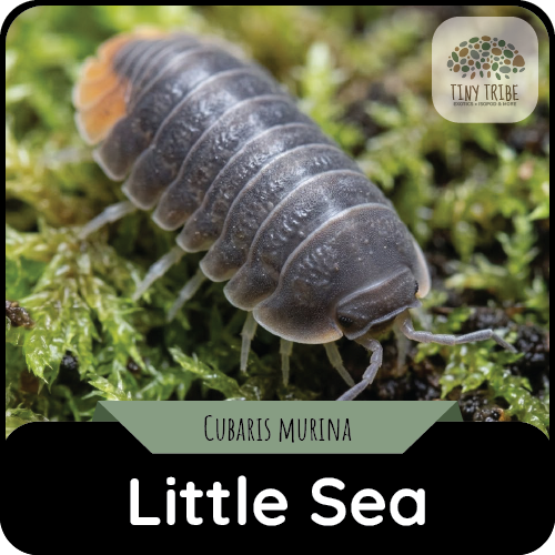 Little Sea