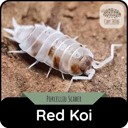 Red Koi