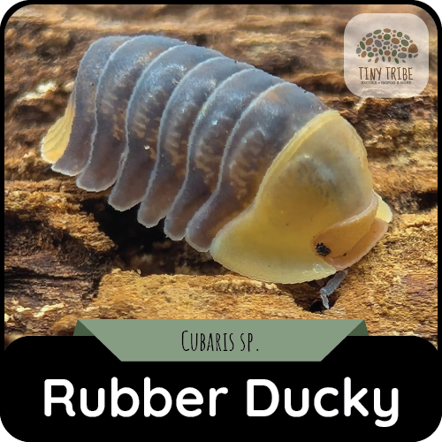 Rubber Ducky